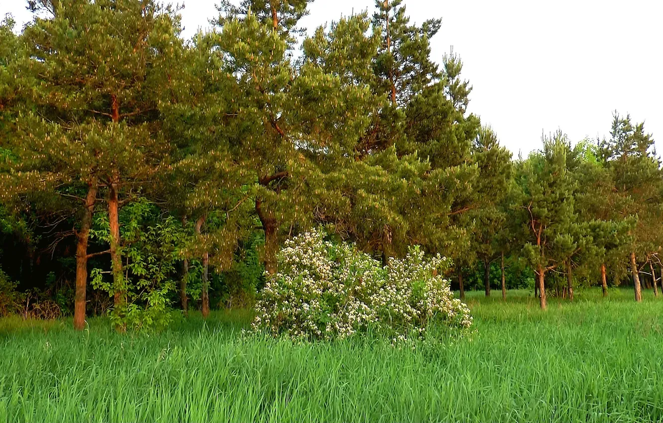 Photo wallpaper forest, glade, spring, may, flowering, pine