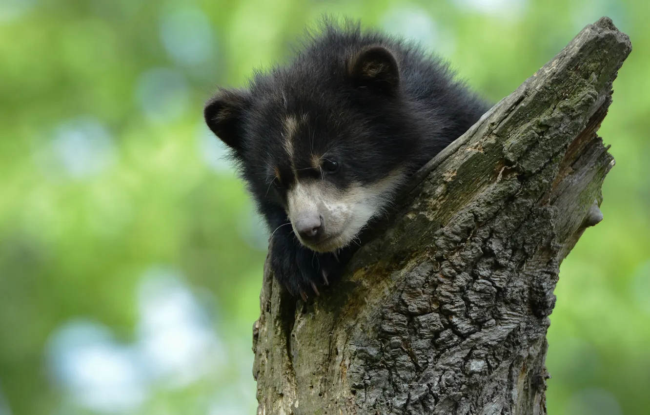 Photo wallpaper background, bear, bear, snag, bokeh