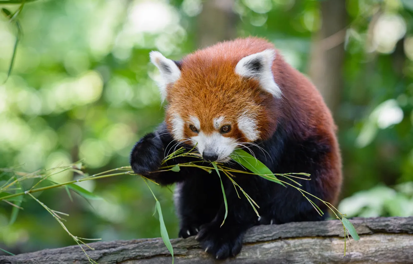 Photo wallpaper face, leaves, pose, background, food, bamboo, red Panda, log