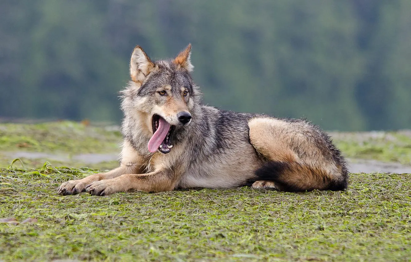 Photo wallpaper nature, Gray Wolf, face, animal, wolf, canis lupus, wildlife, head