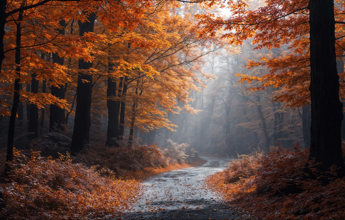Photo wallpaper road, autumn, forest, light, trees, branches, Park, foliage