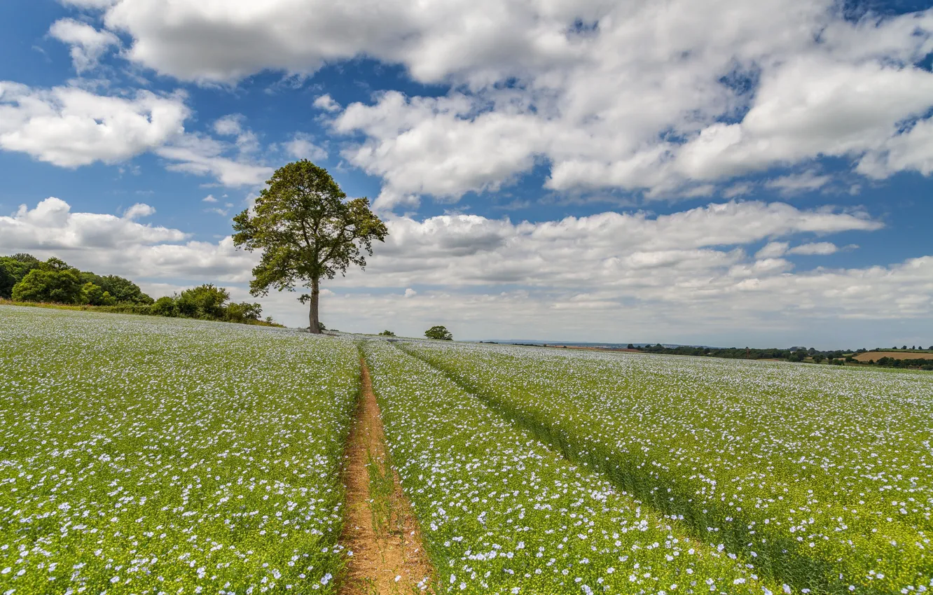Photo wallpaper road, field, summer, clouds, trees, flowers, traces