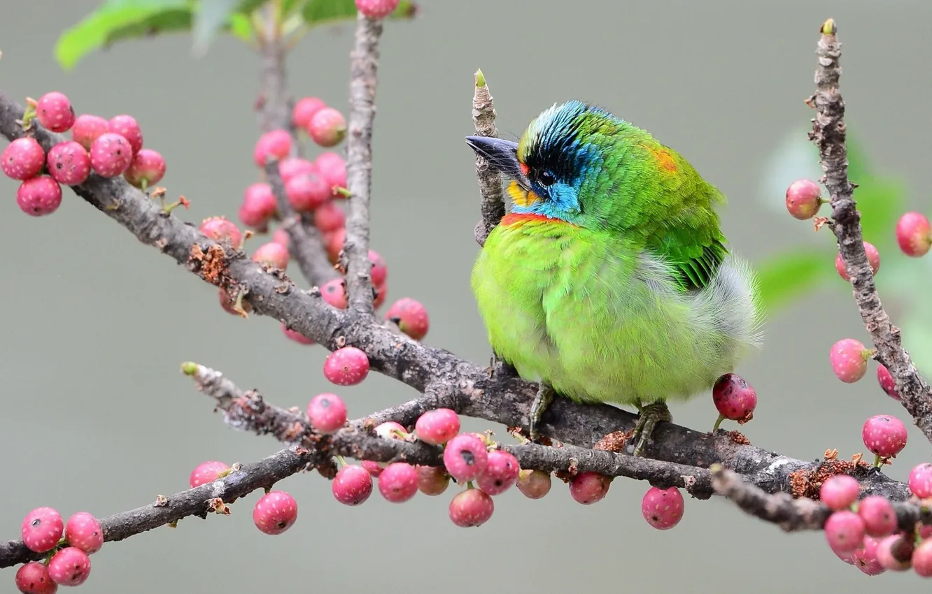 Photo wallpaper branches, berries, bird, Taiwan black-browed brotastic, Asian woodpecker