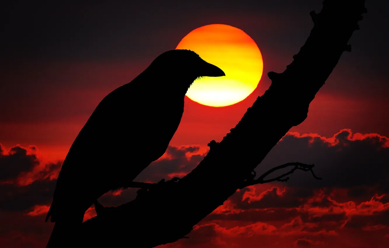 Photo wallpaper bird, silhouette, Raven