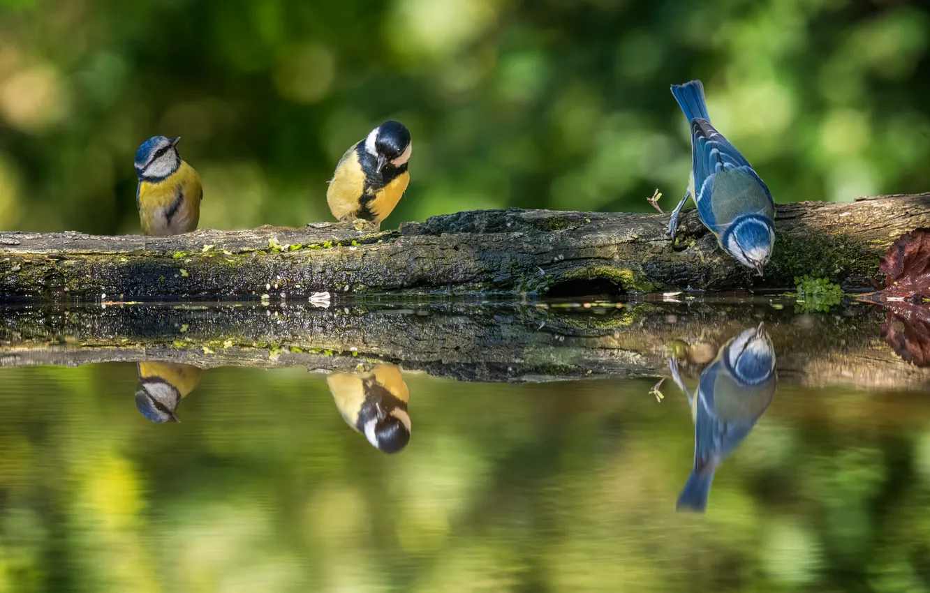 Photo wallpaper reflection, bird, pond, tit