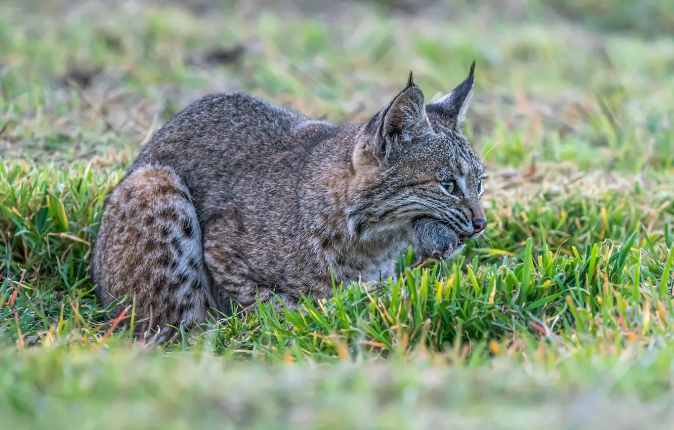 Photo wallpaper greens, grass, look, face, nature, pose, glade, hunting