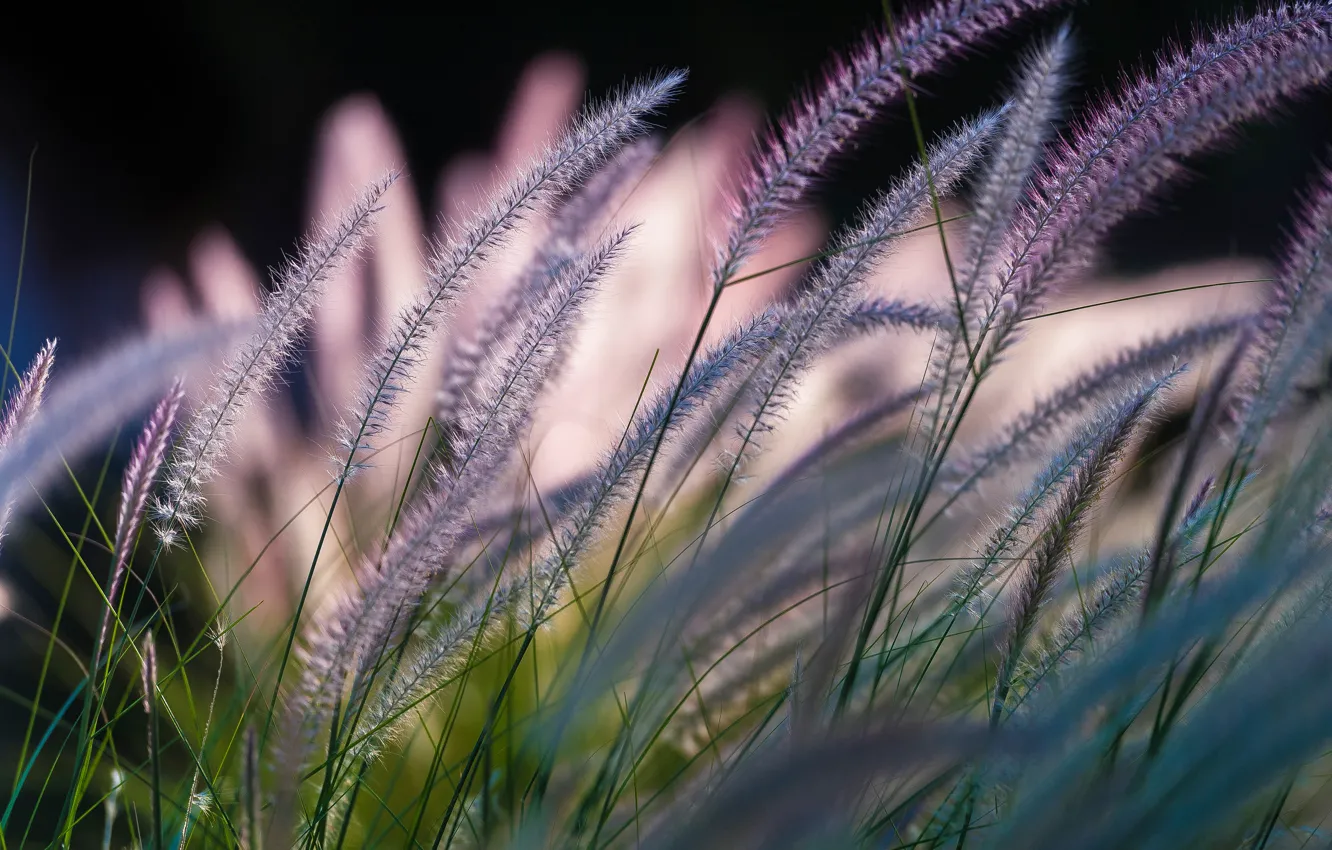 Photo wallpaper a blade of grass, bokeh, Symphony by Nature