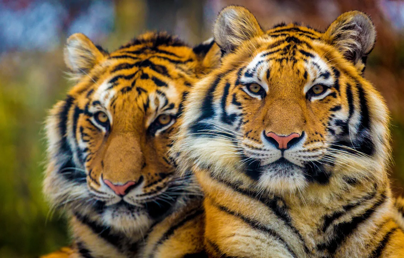 Photo wallpaper look, face, tiger, together, portrait, pair, two tigers