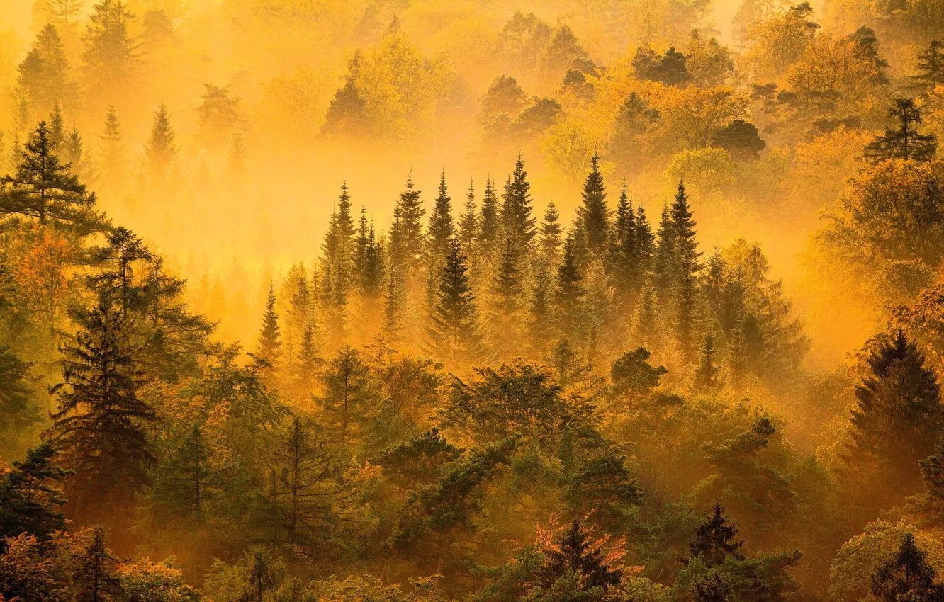 Photo wallpaper light, forest, trees, nature, yellow, mountains, fog, mist