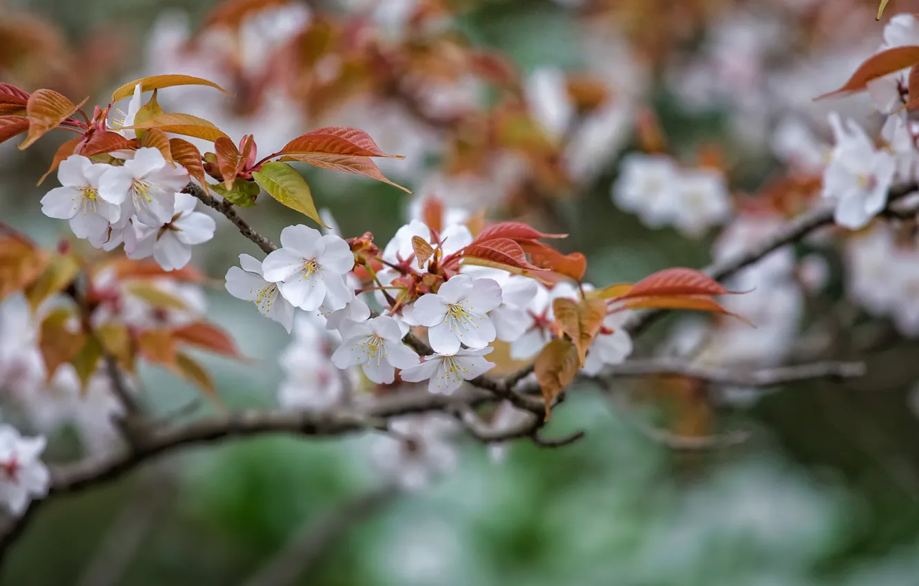 Photo wallpaper flowers, spring, flowering