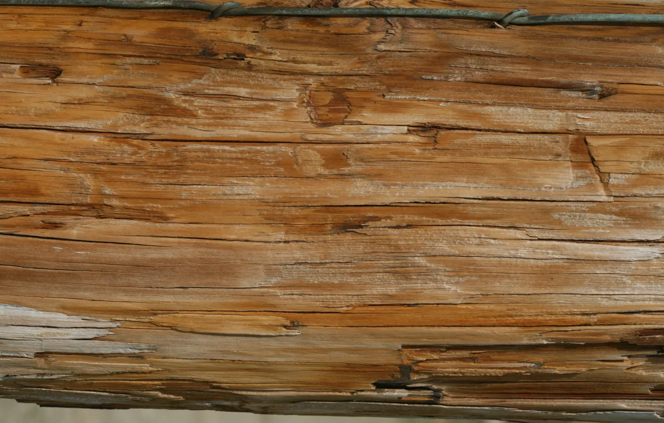 Photo wallpaper wall, wooden, veins