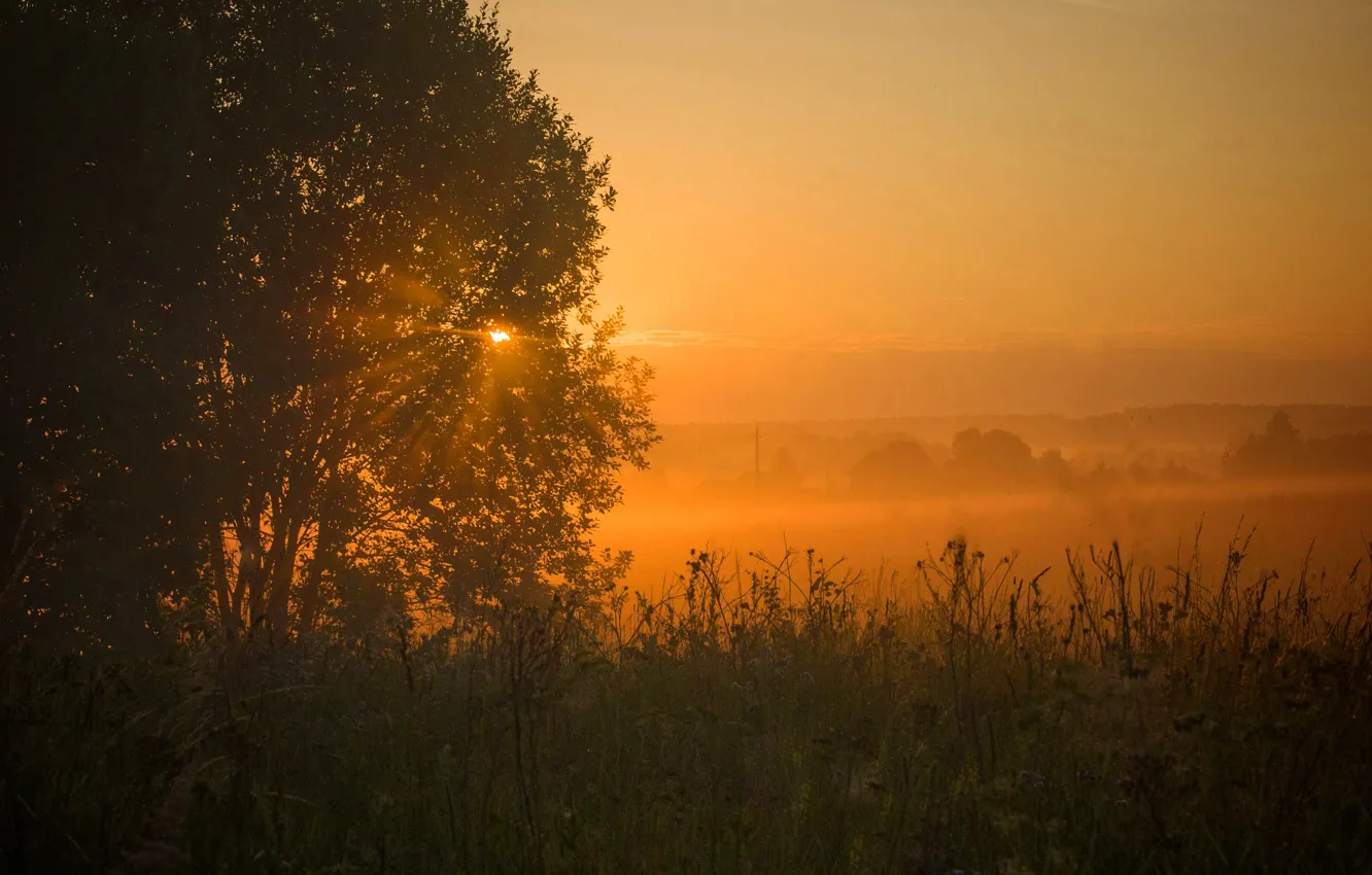Photo wallpaper field, sunset, fog, dawn