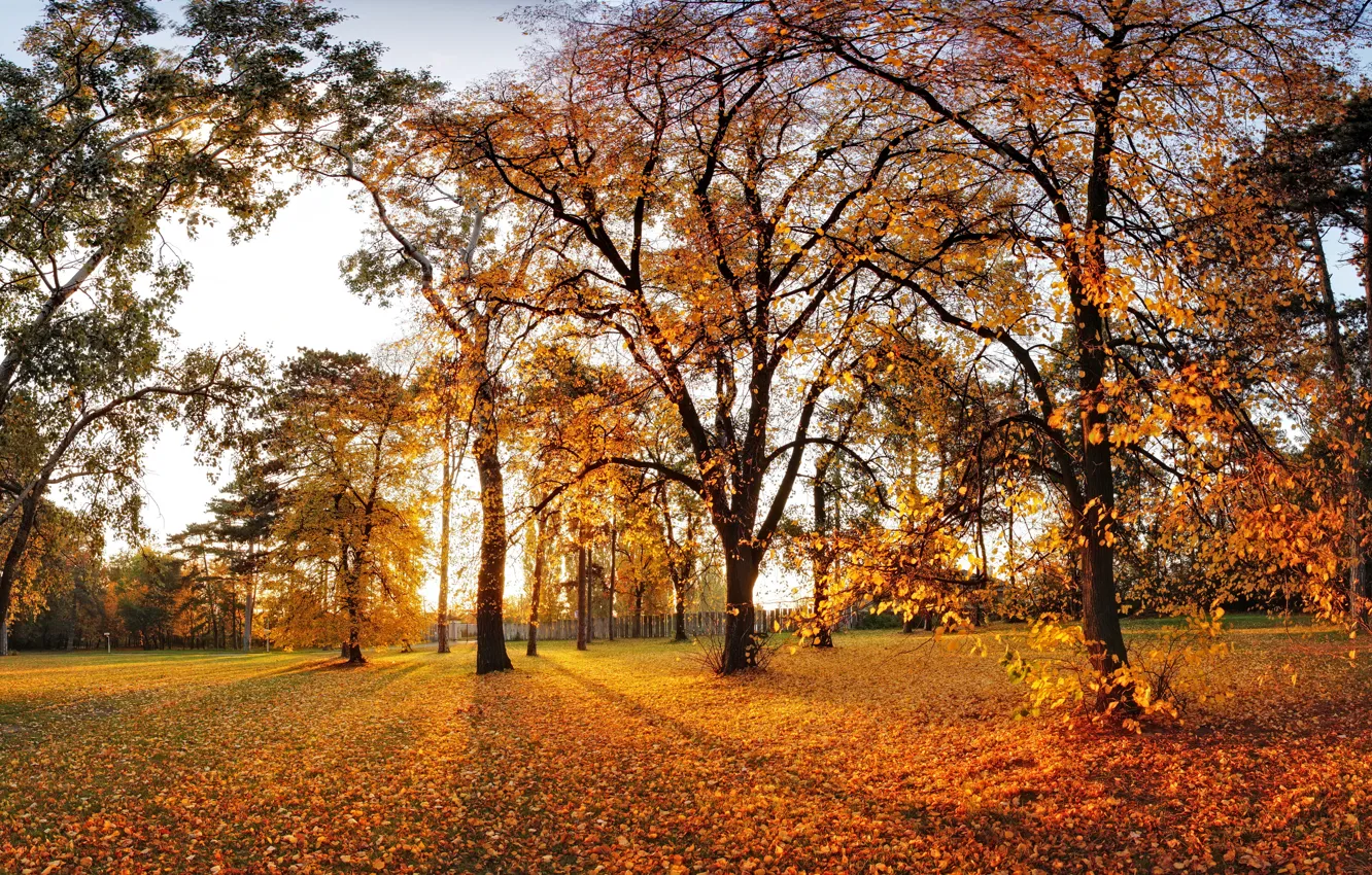 Photo wallpaper autumn, leaves, trees, Park, landscape, nature, park, autumn