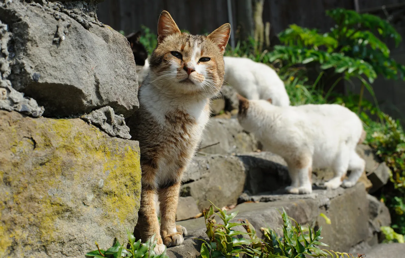 Photo wallpaper greens, cat, stones, cats, angle, stage, Sunny, attention