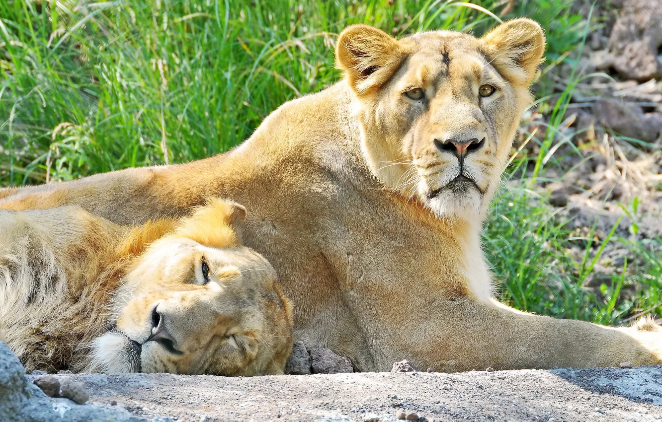 Photo wallpaper look, stay, Leo, pair, two