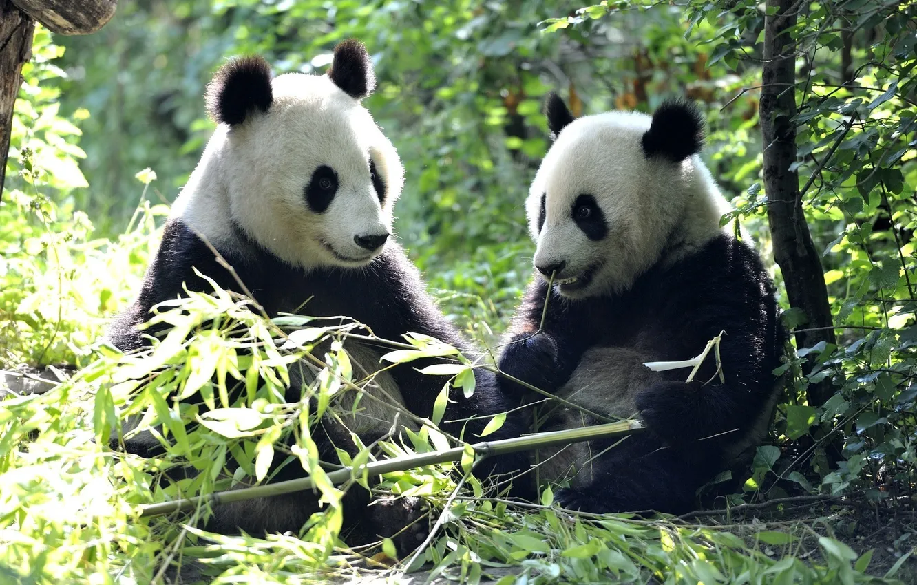 Photo wallpaper leaves, bear, Panda