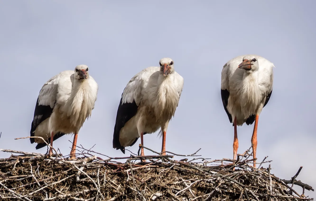 Photo wallpaper birds, nature, storks