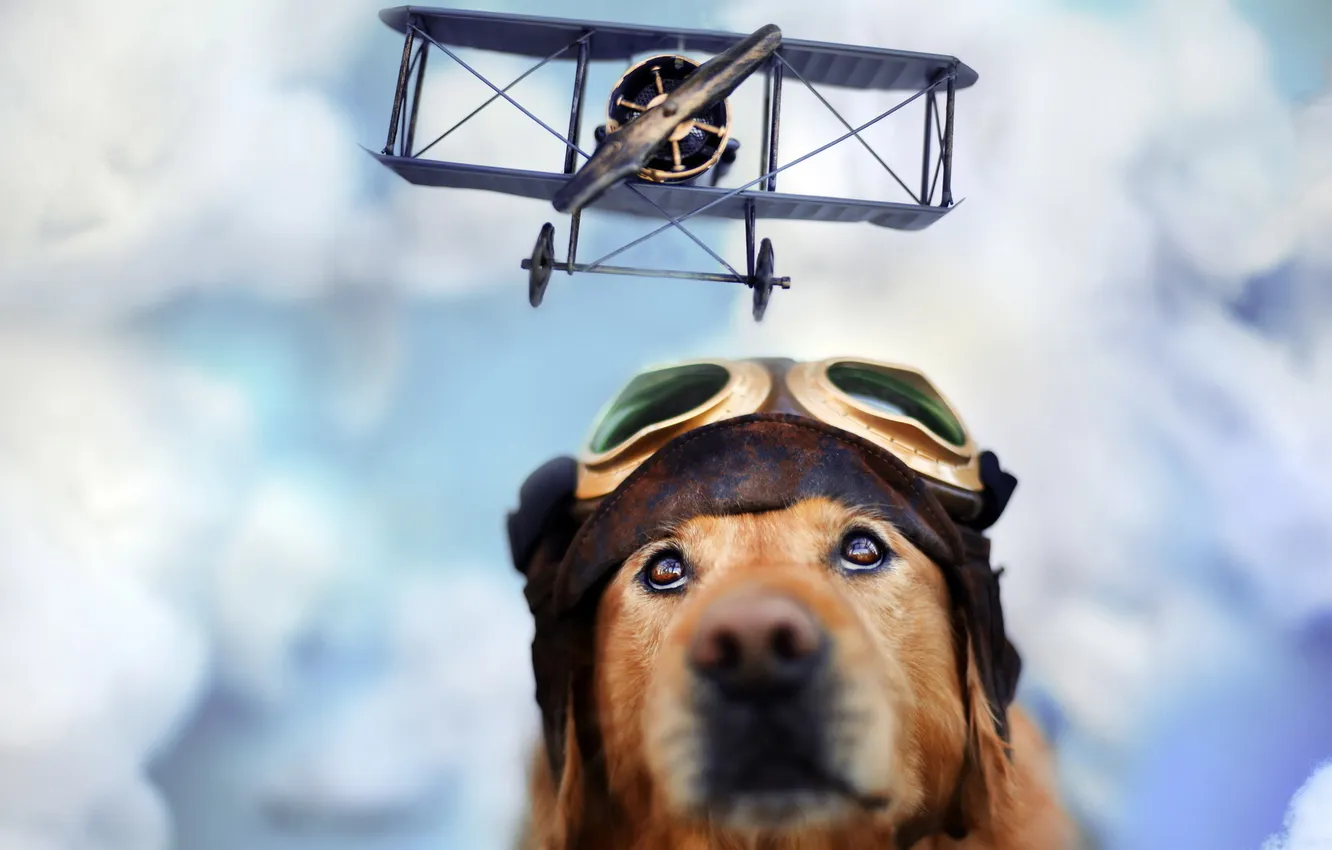 Photo wallpaper dog, glasses, the plane