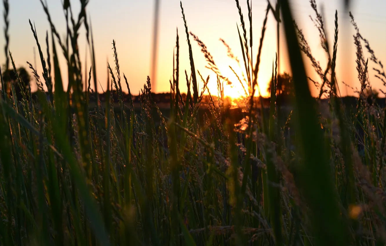 Photo wallpaper grass, the sun, sunset, bright summer