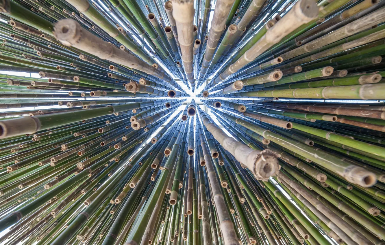 Photo wallpaper background, tree, bamboo