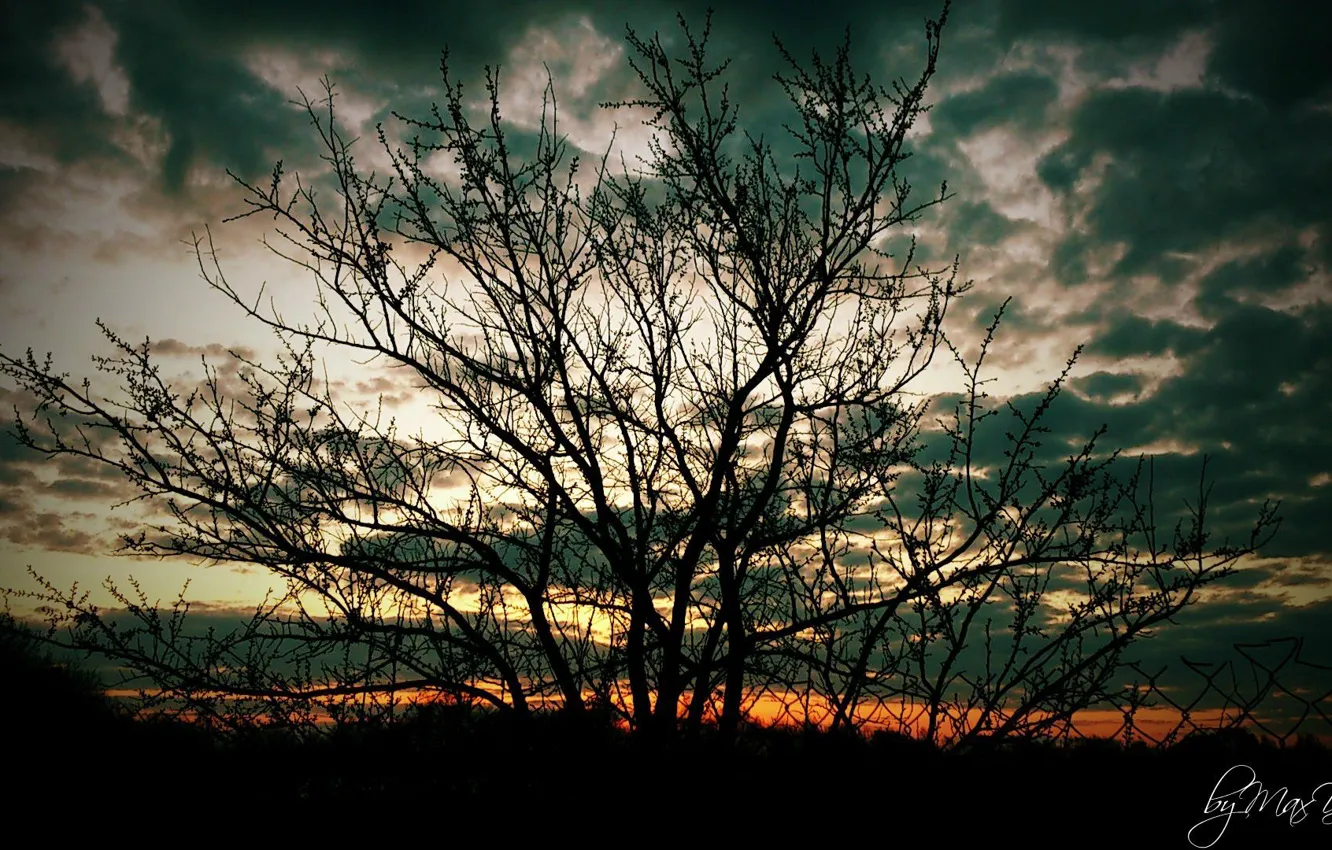 Photo wallpaper trees, sunset, night, tree, night tree