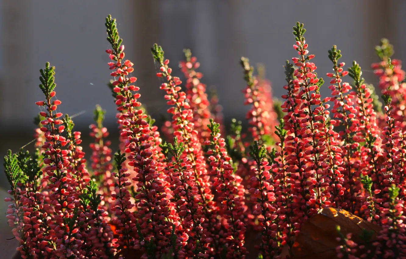 Photo wallpaper flower, autumn, heather, blooming