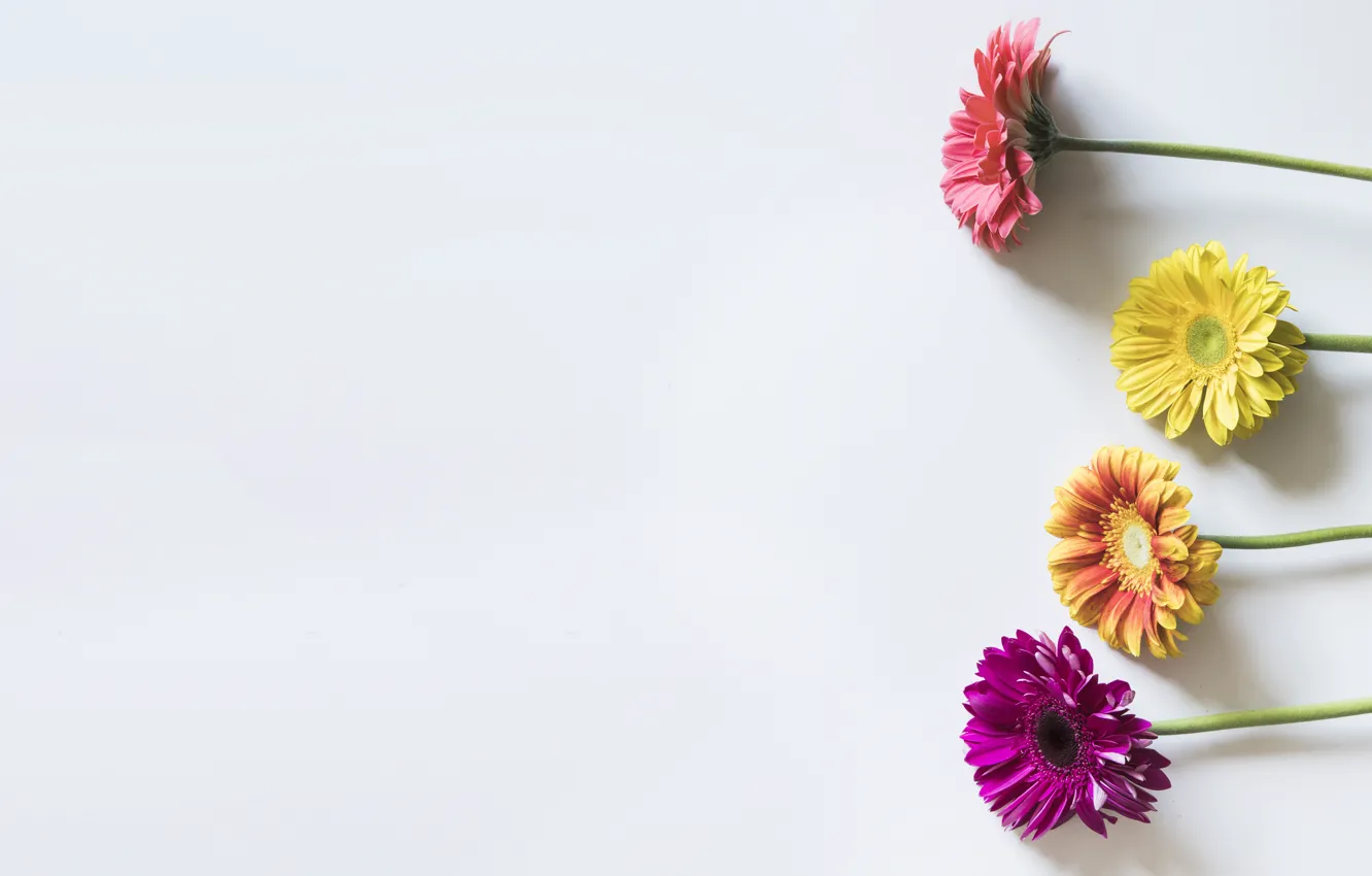 Photo wallpaper flowers, background, gerbera