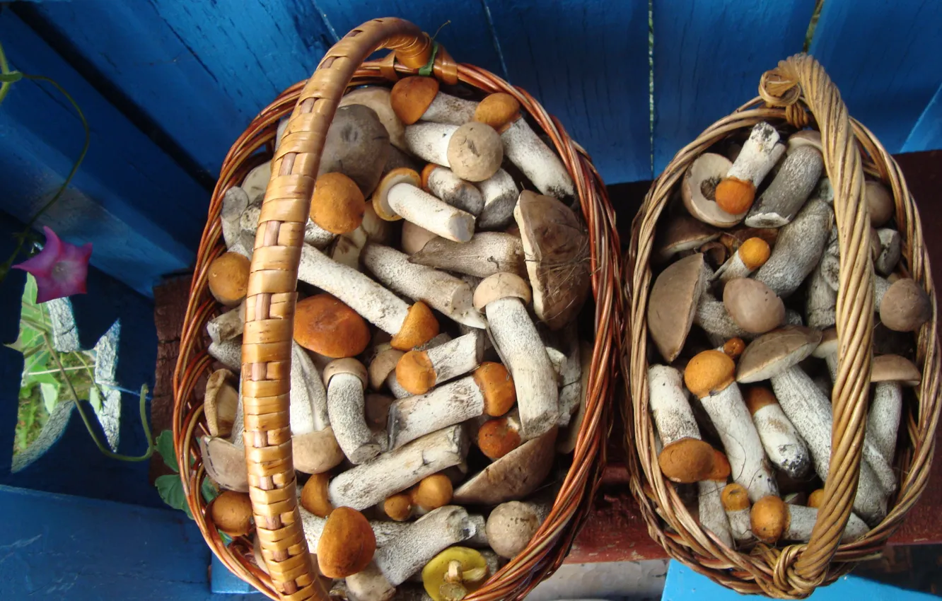 Photo wallpaper mushrooms, mushroom, Oh, those hikes in the woods