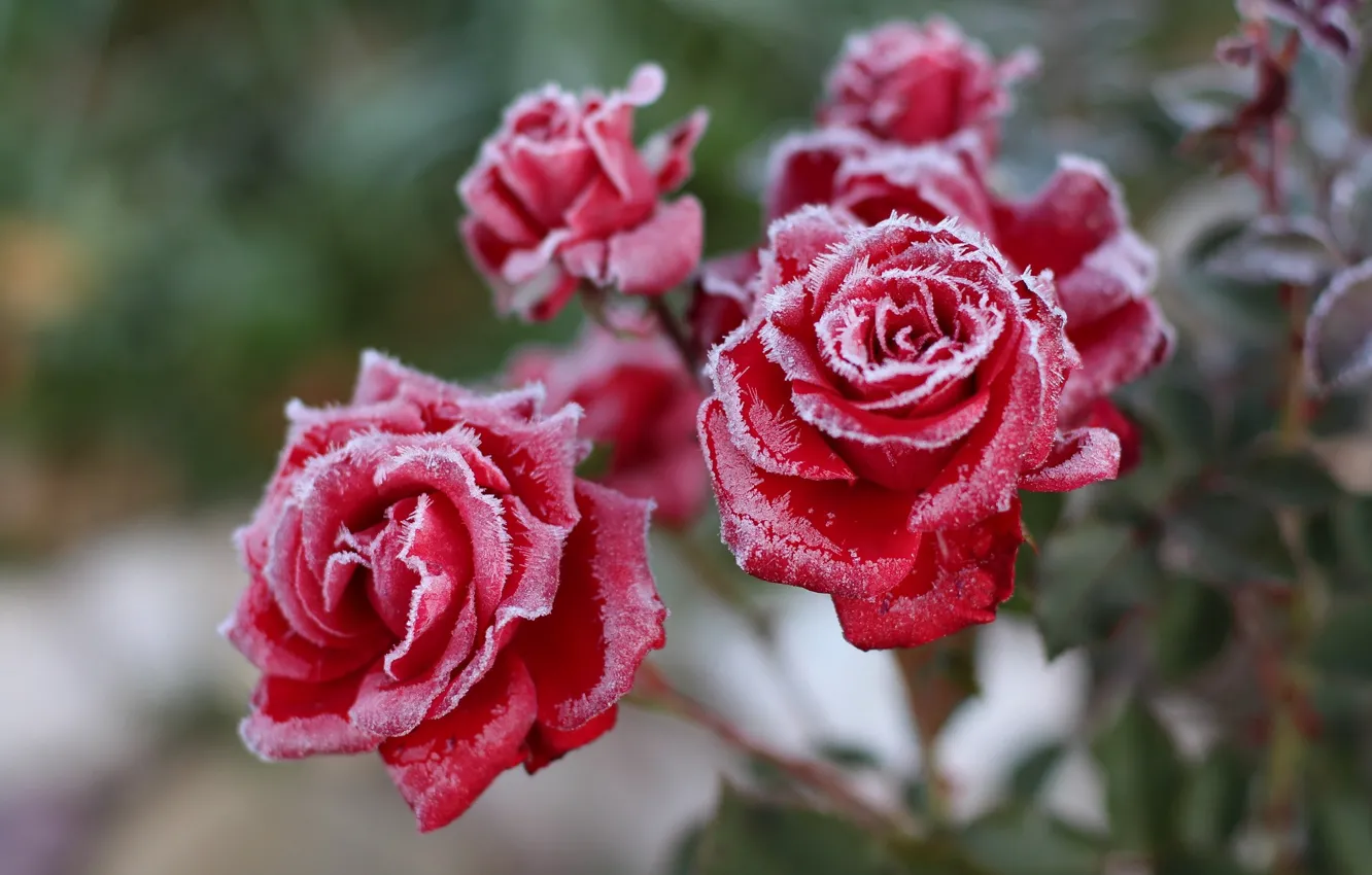 Photo wallpaper frost, roses, morning, frost, red, red roses