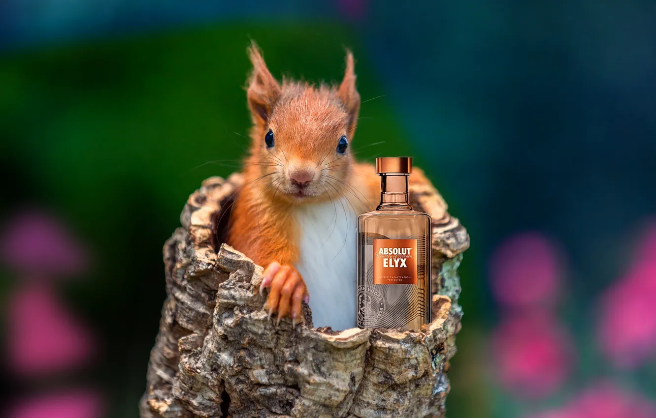 Photo wallpaper humor, the trick, squirrel