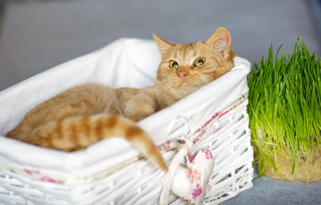 Photo wallpaper cat, grass, cat, look, comfort, red, muzzle, cute