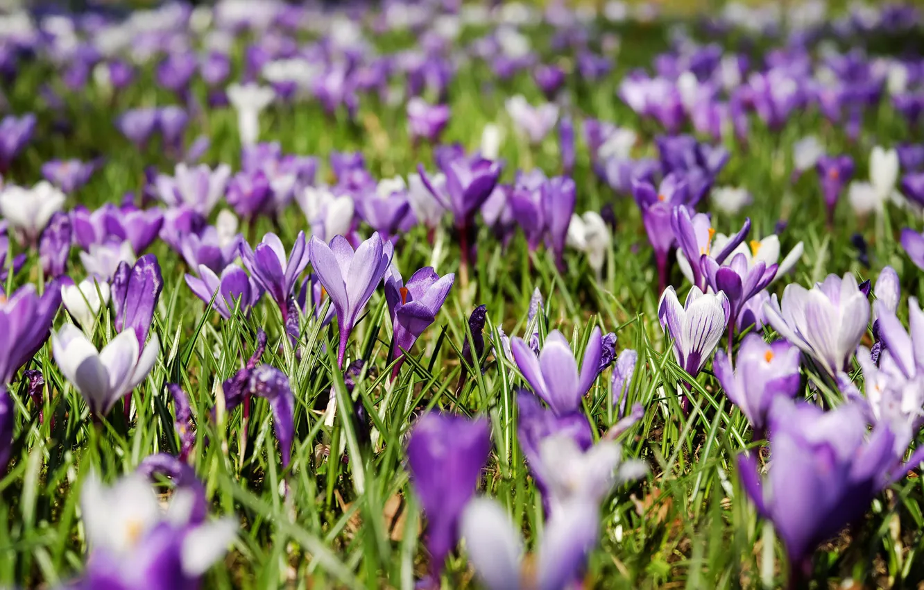Photo wallpaper flowers, spring, crocuses, flowering