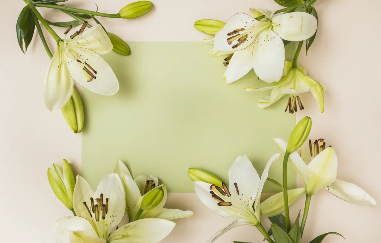 Photo wallpaper flowers, white, buds, Lily