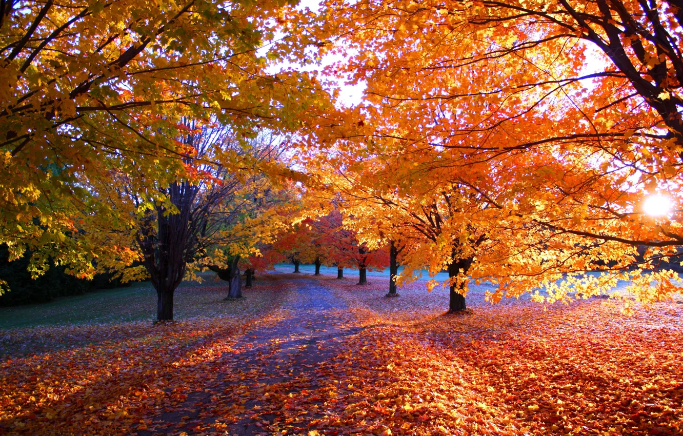 Photo wallpaper road, autumn, leaves, trees, landscape