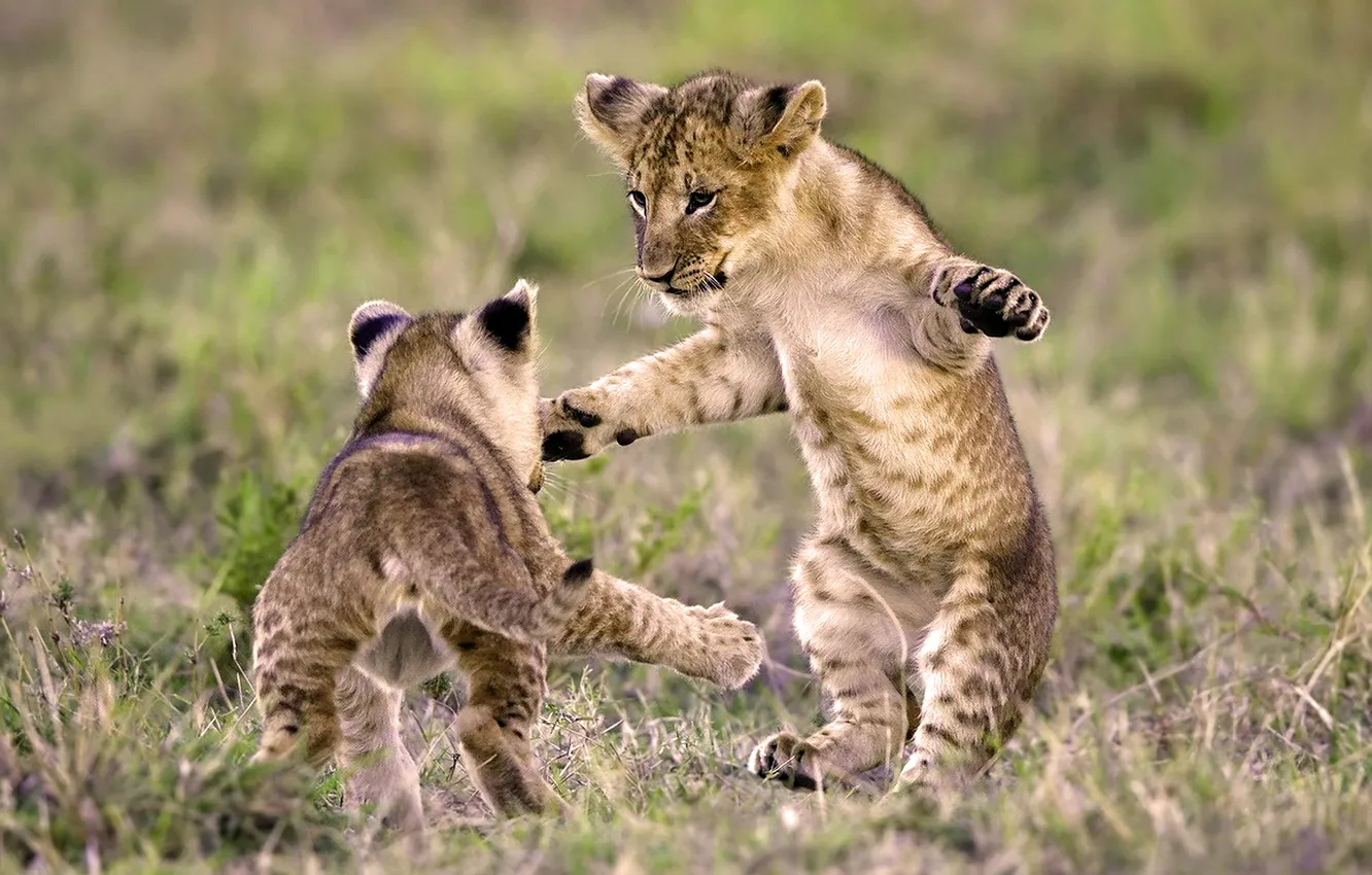 Photo wallpaper jump, the game, Leo, lion