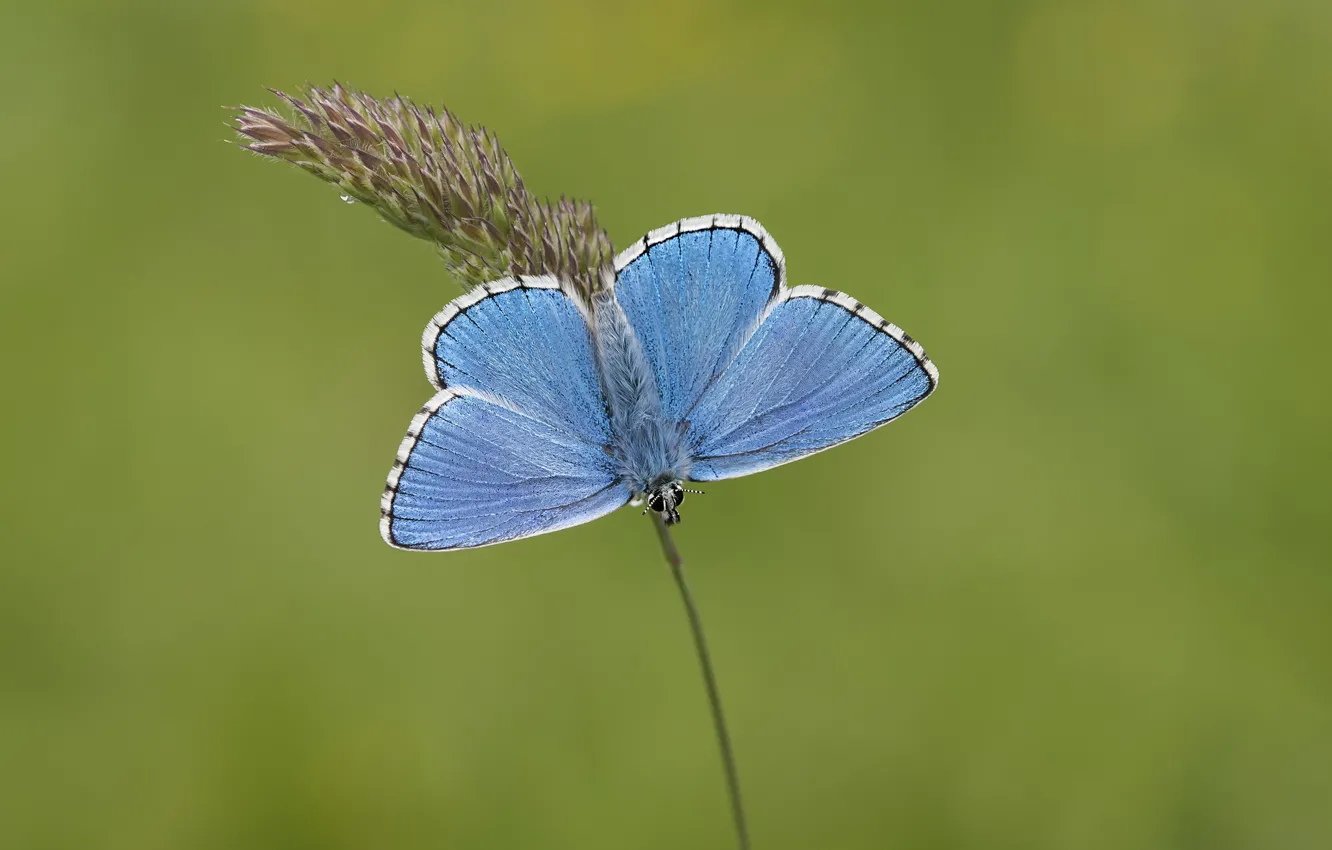 Photo wallpaper macro, butterfly, blue