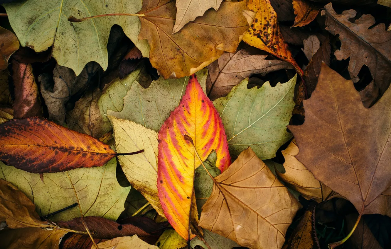 Photo wallpaper autumn, leaves, macro, background, widescreen, Wallpaper, color, leaf