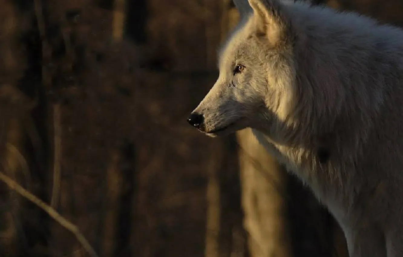 Photo wallpaper nature, snow, predator, face, animal, wolf, wildlife, portrait