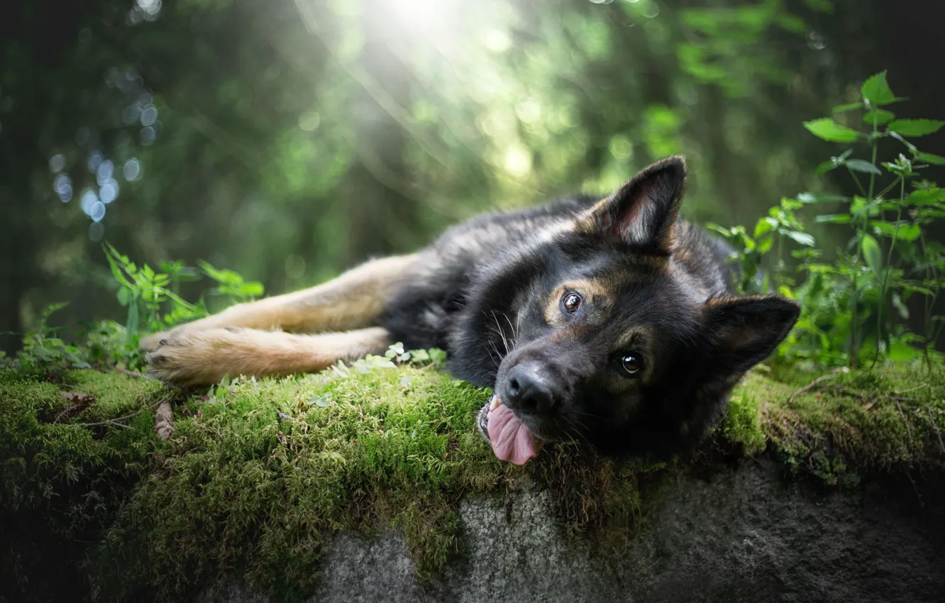 Photo wallpaper language, look, face, moss, dog, nature, shepherd