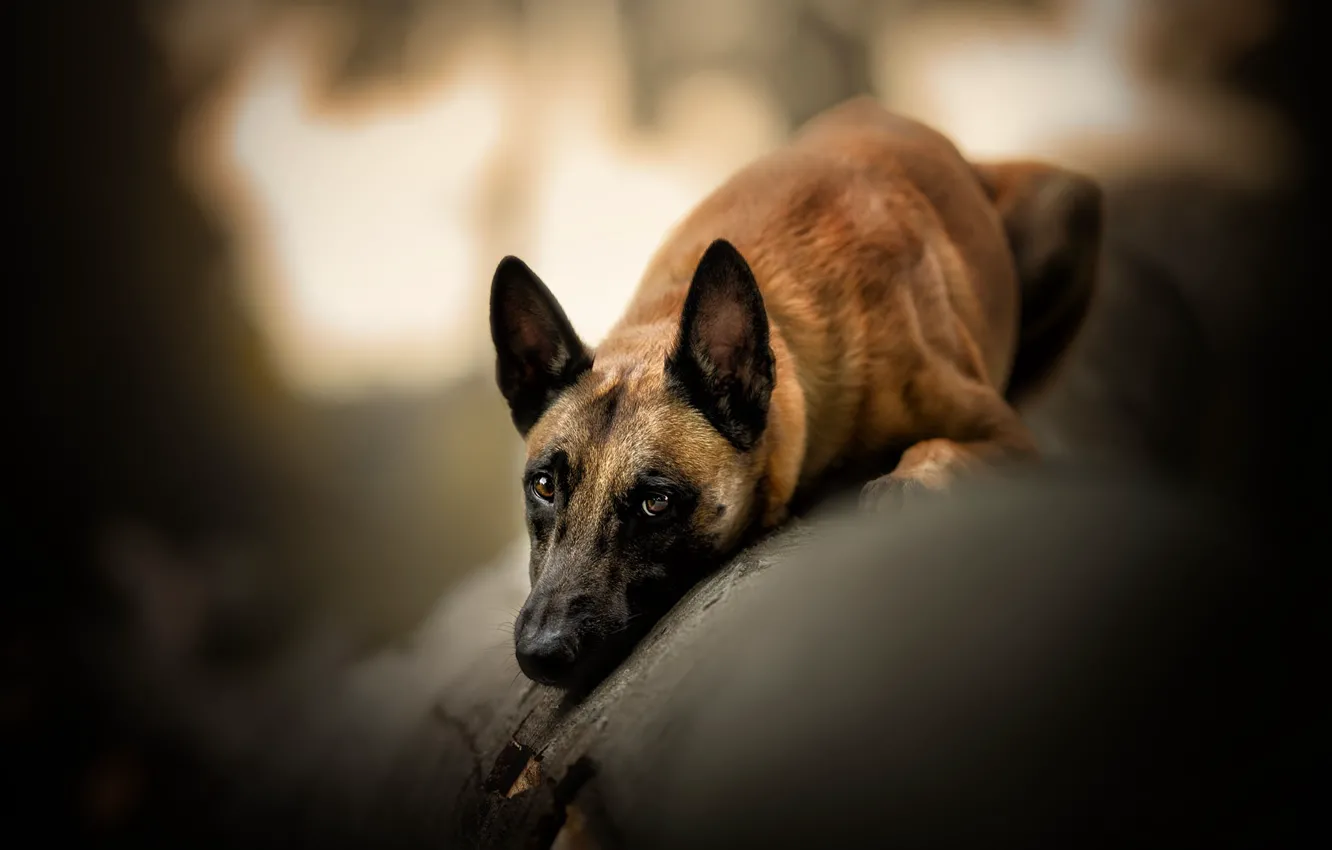 Photo wallpaper look, each, dog