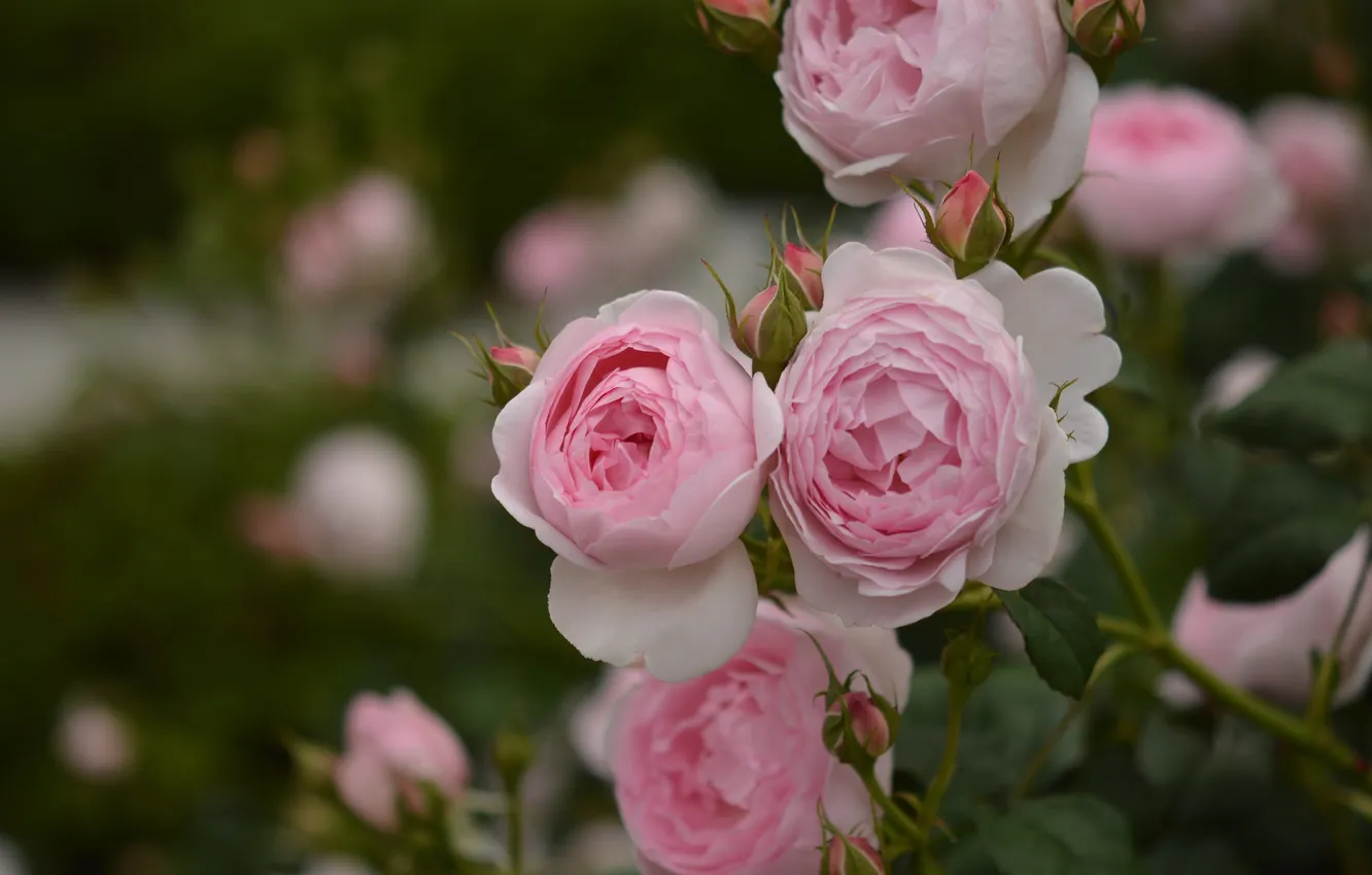 Photo wallpaper leaves, flowers, roses, garden, pink, bokeh, rose Bush