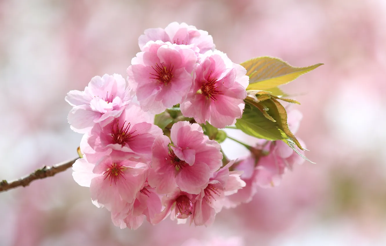 Photo wallpaper leaves, macro, flowers, branches, background, spring, Sakura, pink