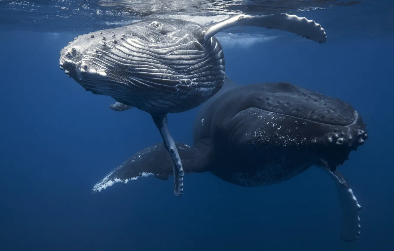 Photo wallpaper underwater, sea, nature, animal, wildlife, two black humpback whales