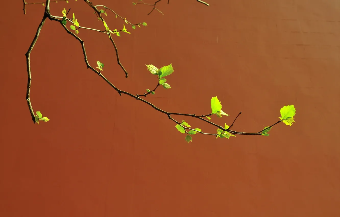 Photo wallpaper wall, branch, spring