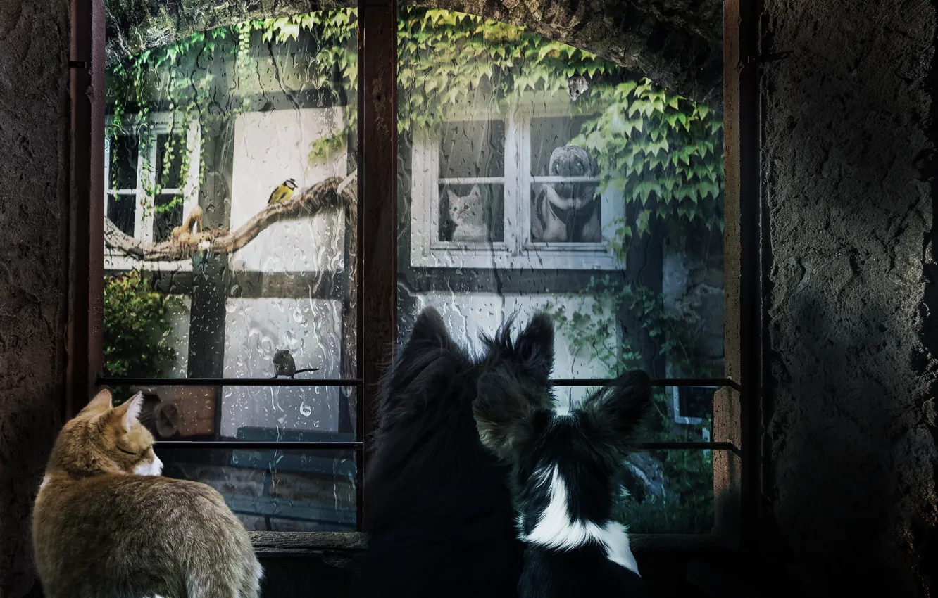 Photo wallpaper cat, summer, cat, look, glass, drops, branches, rendering