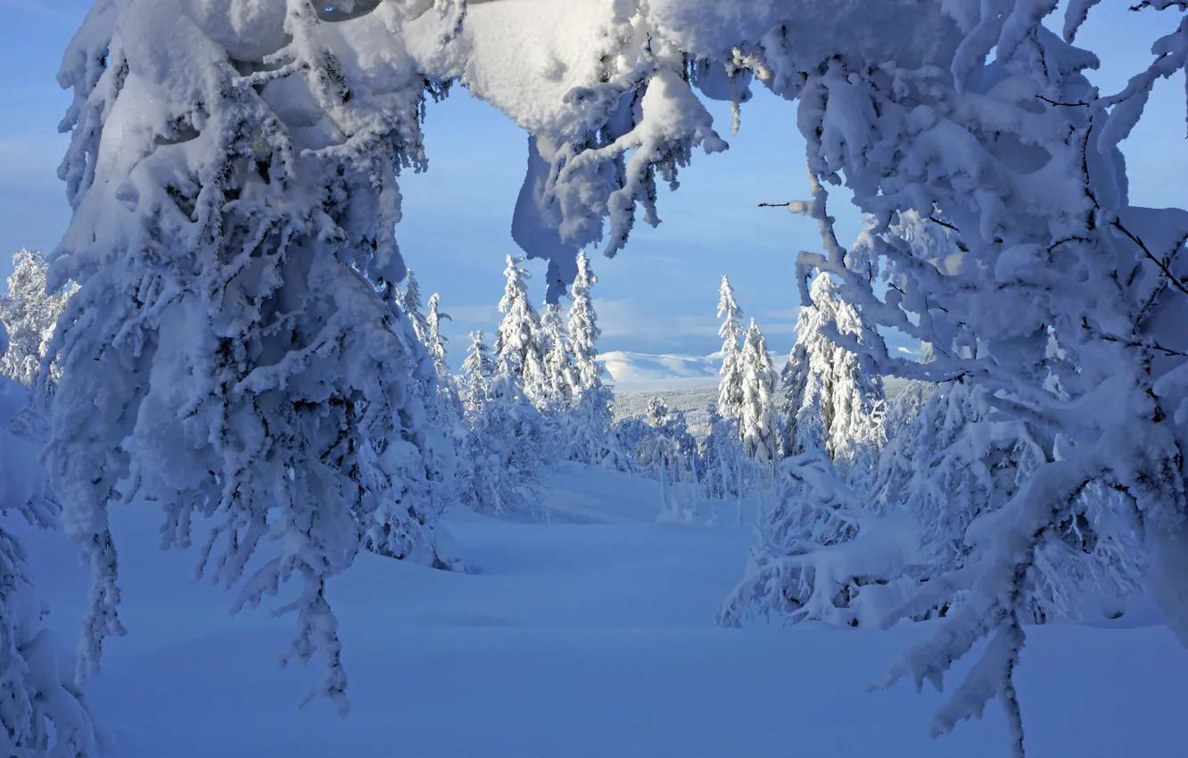 Photo wallpaper winter, frost, forest, the sky, light, snow, trees, branches