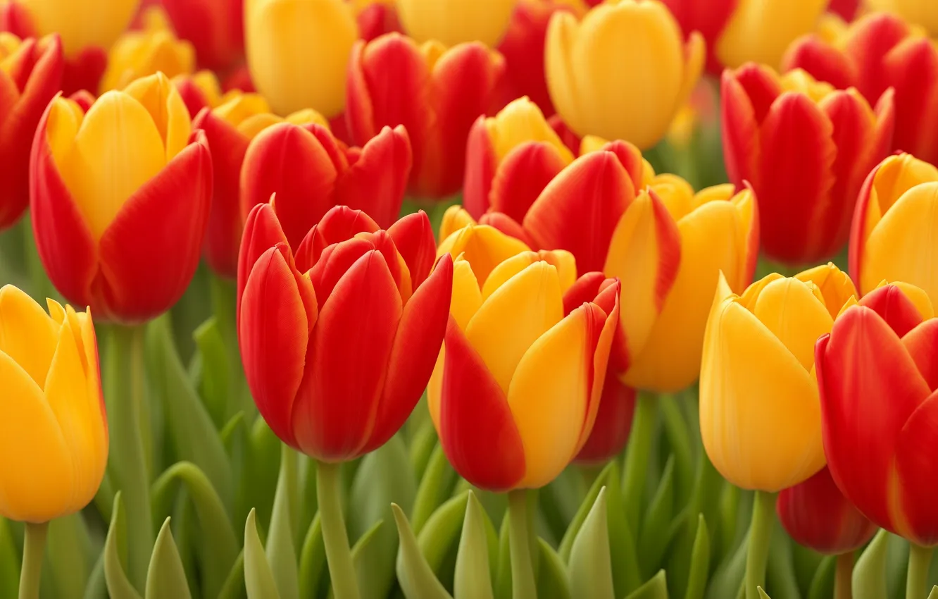 Photo wallpaper flowers, yellow, red, background, Wallpaper, tulips, wallpaper, red