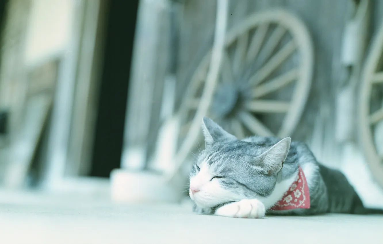 Photo wallpaper cat, background, street