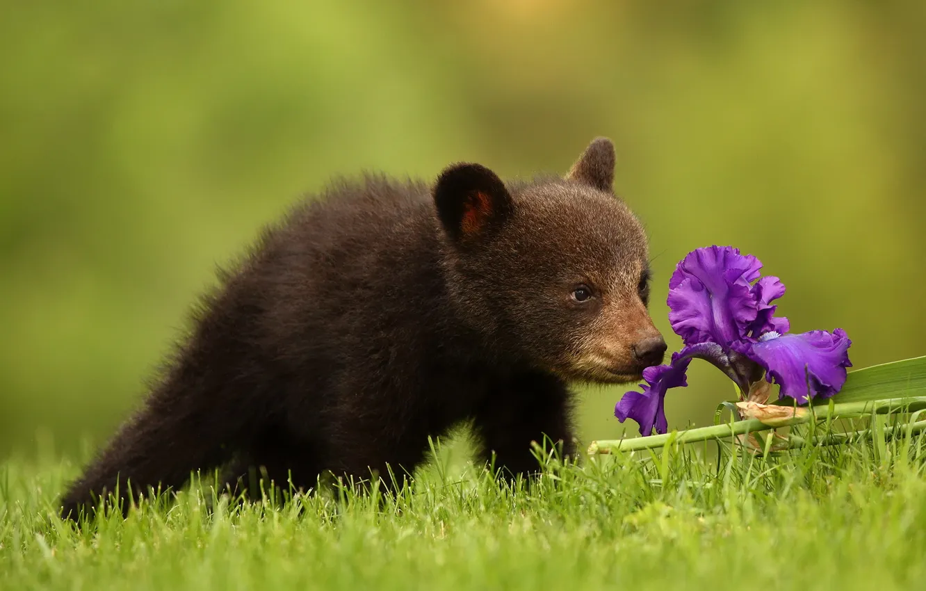 Photo wallpaper flowers, nature, bear