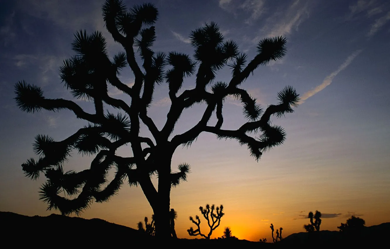 Photo wallpaper the sky, sunset, tree, desert, cactus, horizon, silhouette